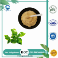 Natural 98% Tea Polifenol Green Tea Extract Powder